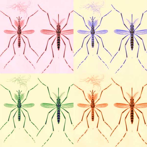 Aedes aegypti
