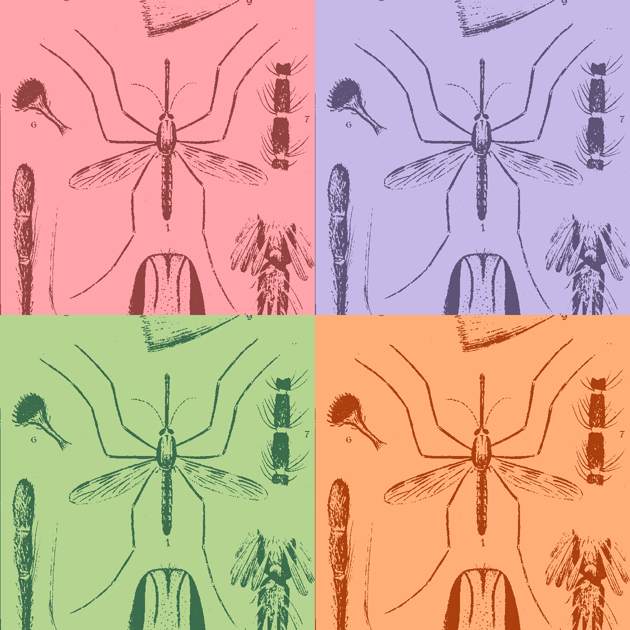 Mosquito da malária
