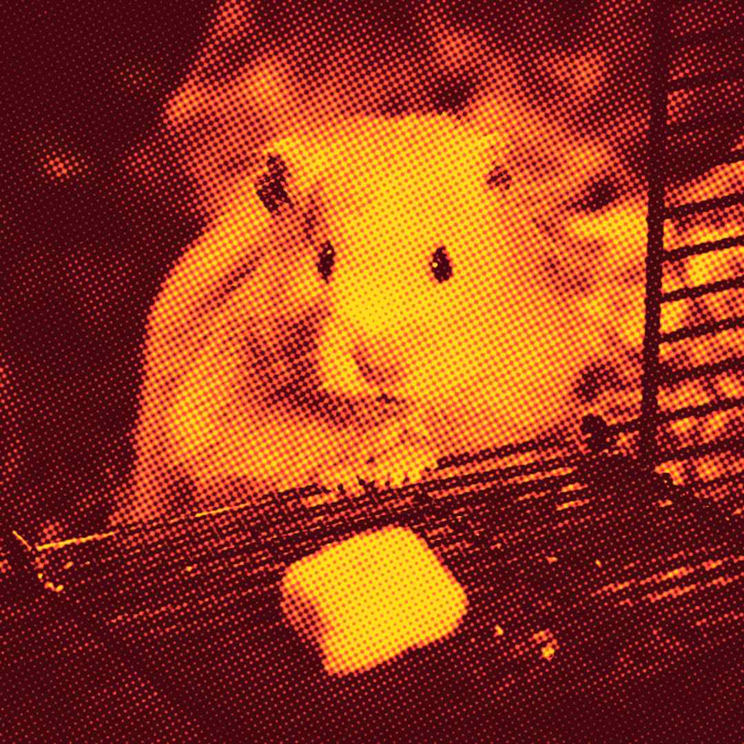 mouse