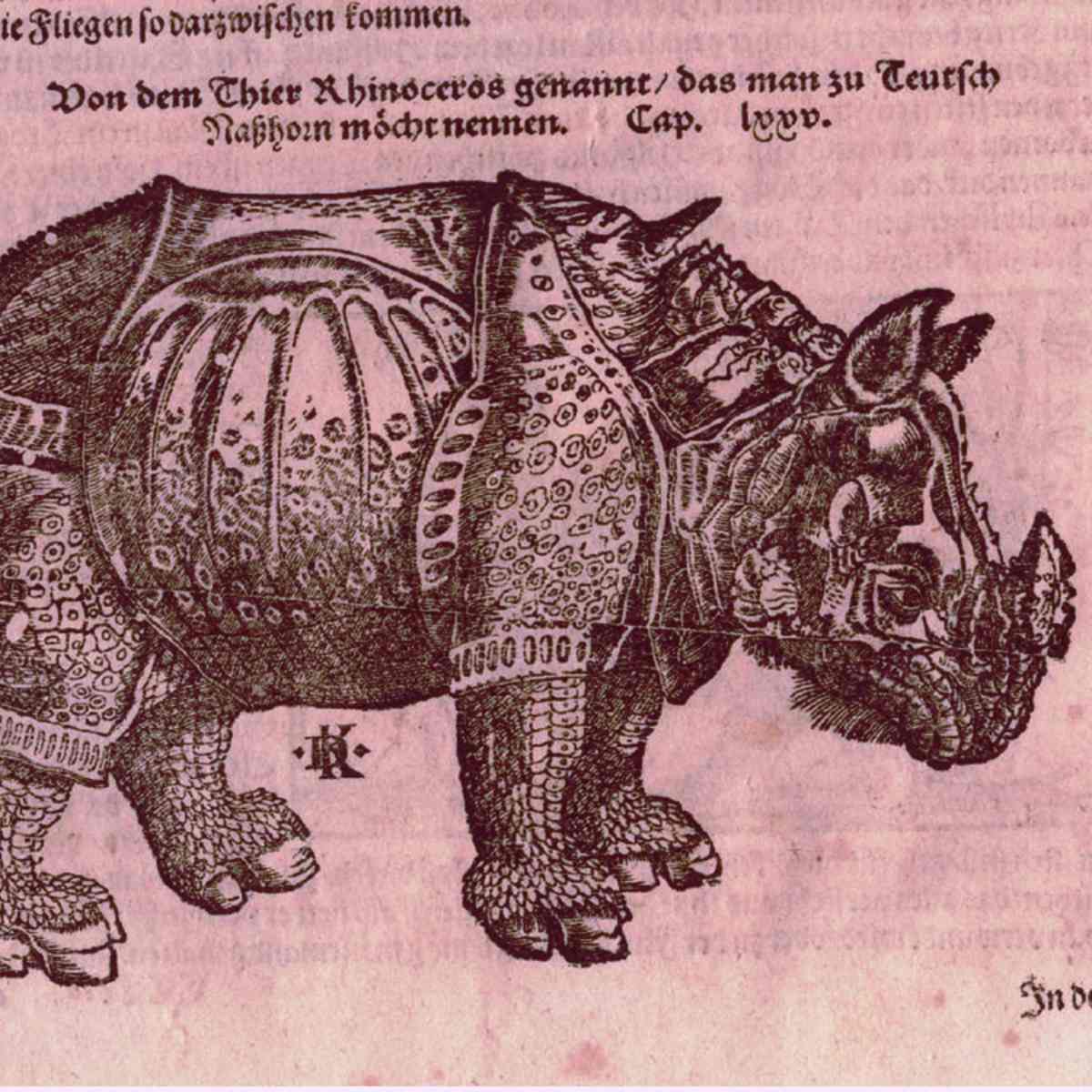 rinoceronte