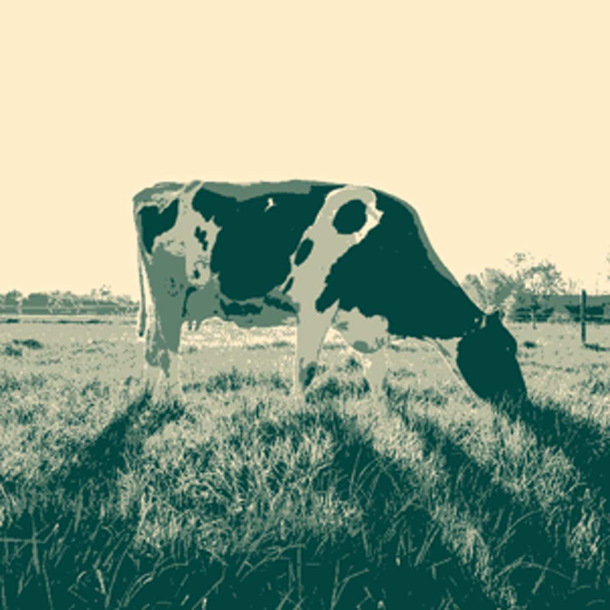 vaca