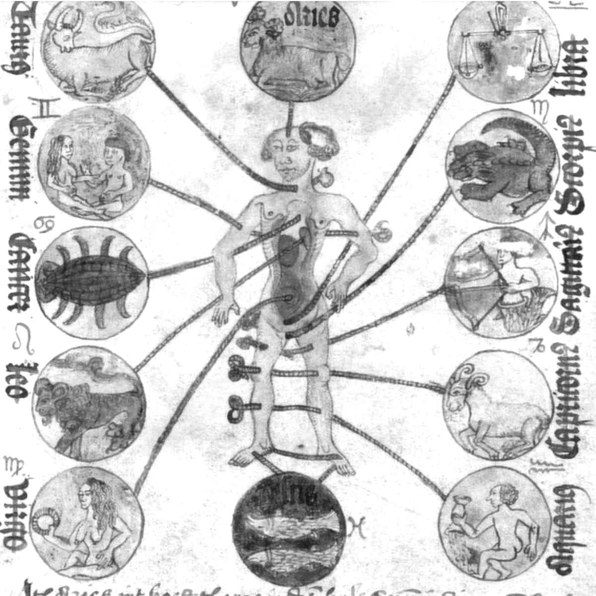 homem zodiacal