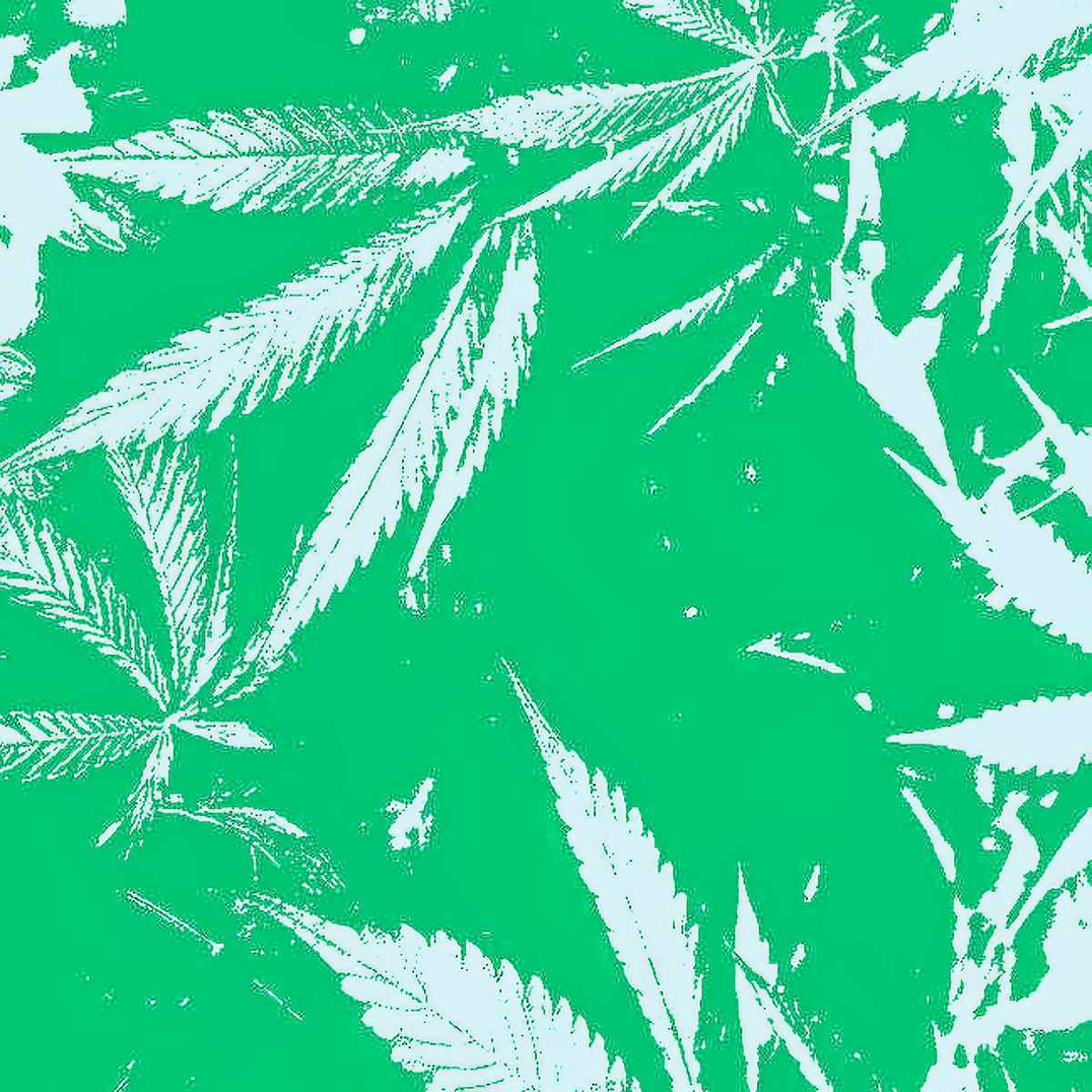 cannabis