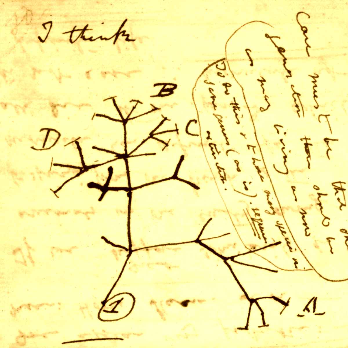 Esboço de diagrama da árvore da vida, encontrado em caderno de Charles Darwin