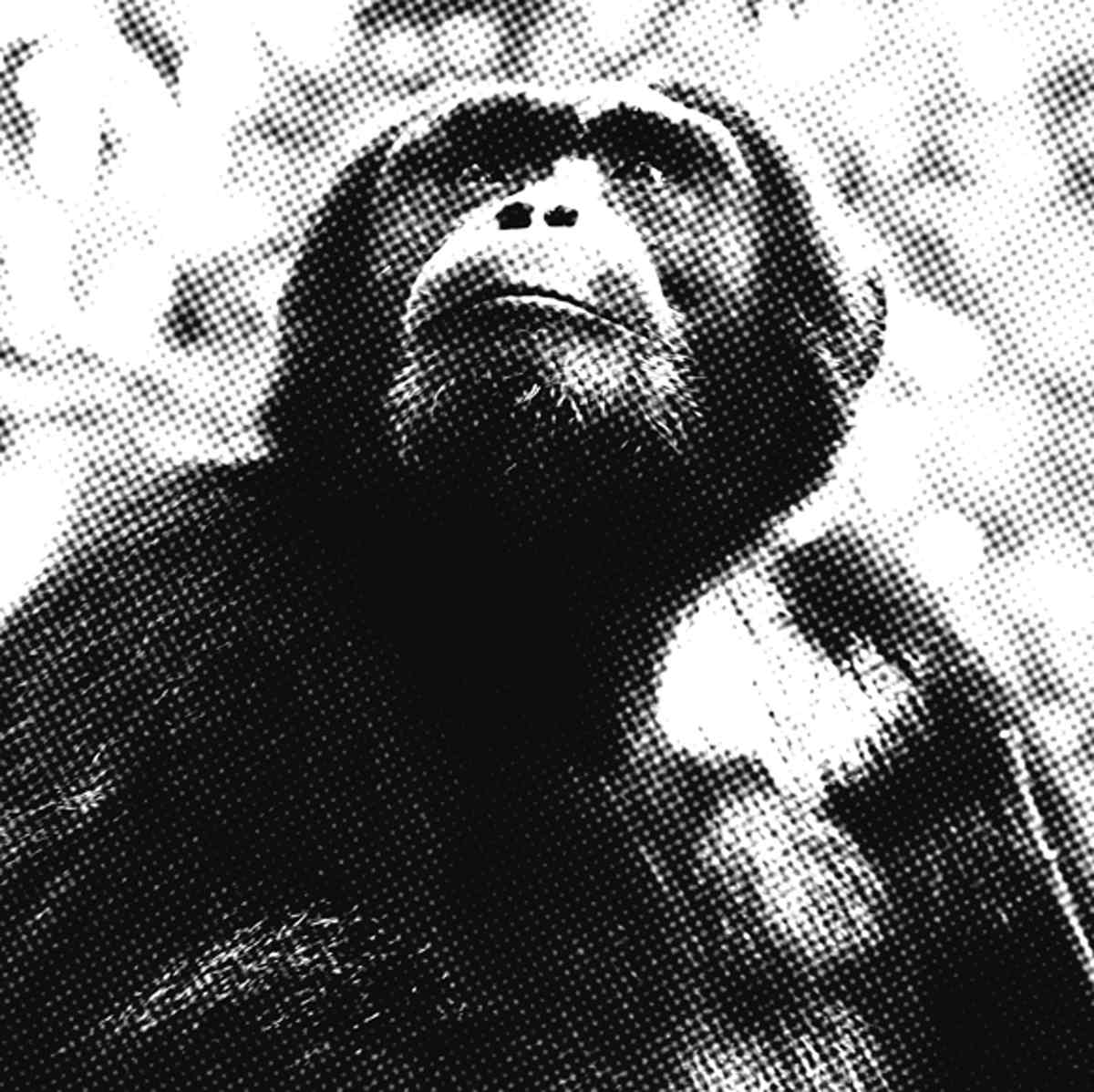 Chimpamzé