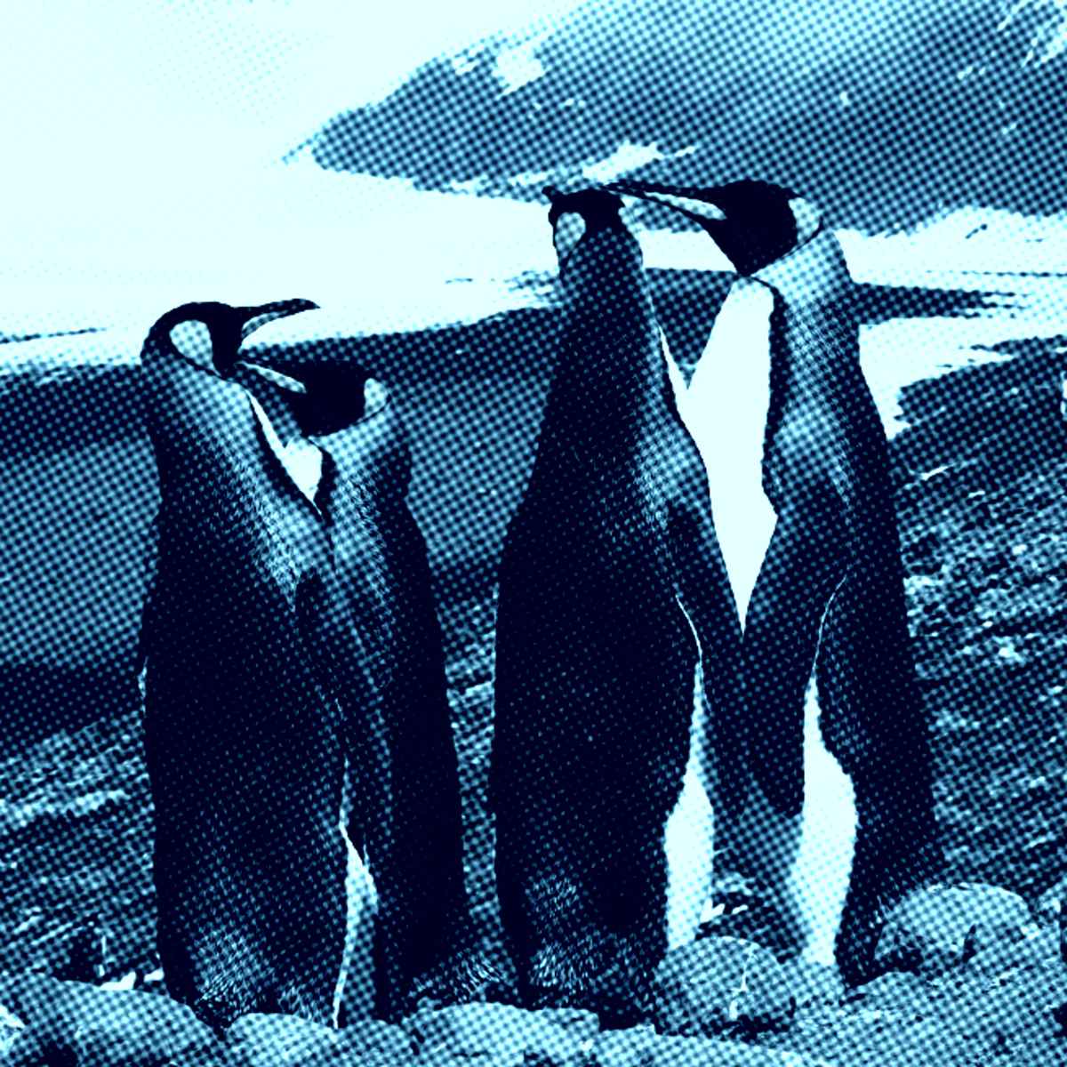 pinguins no gelo
