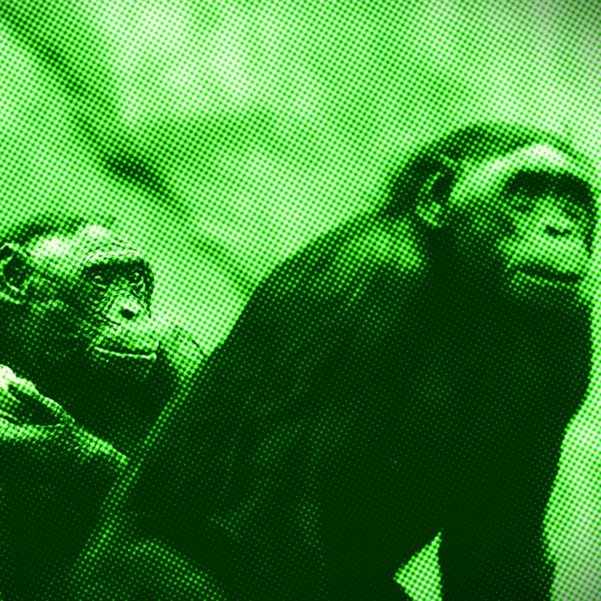 bonobos
