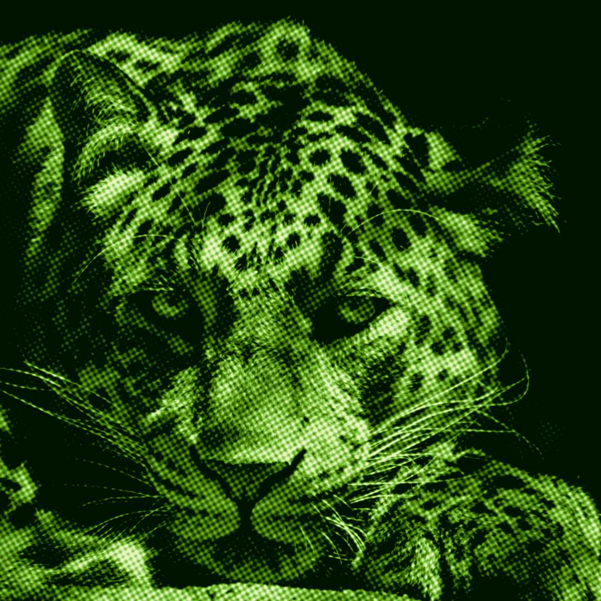 felino selvagem
