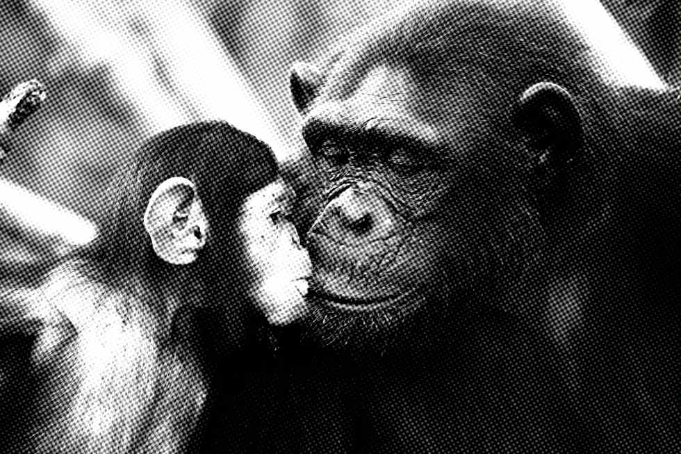 chimpanzés