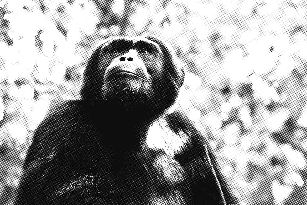 chimpanzé