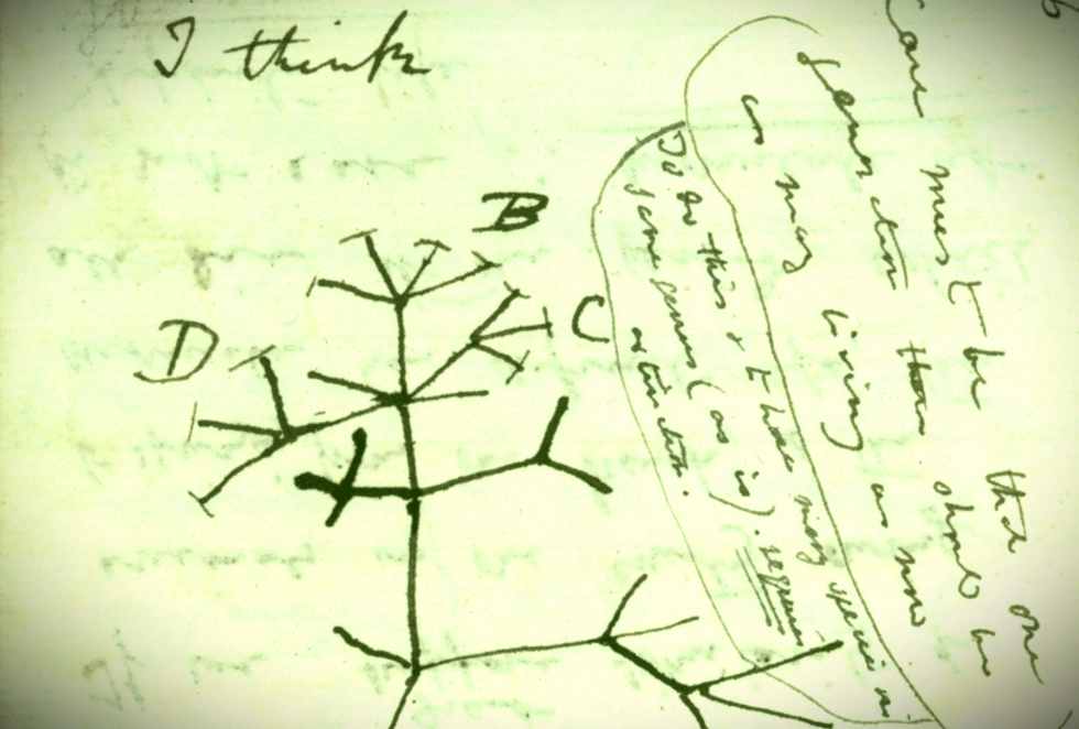 Esboço de diagrama da árvore da vida, encontrado em caderno de Charles Darwin