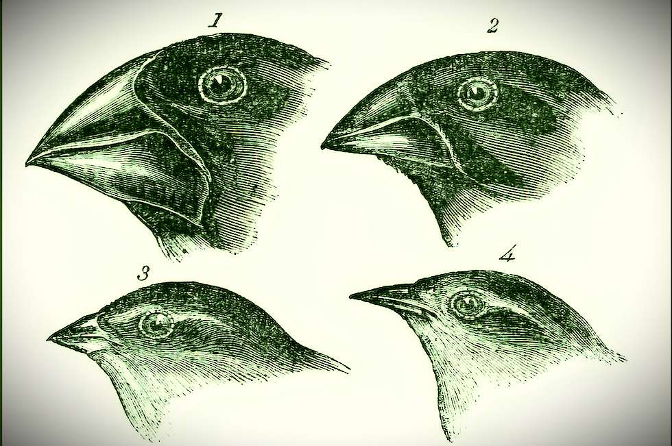 tentilhão