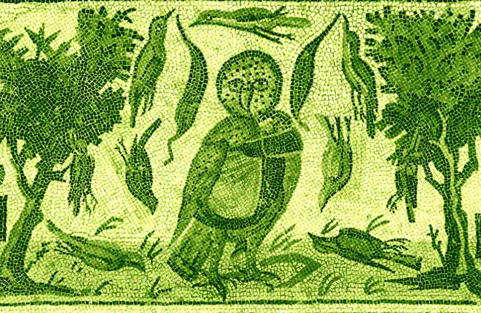 coruja