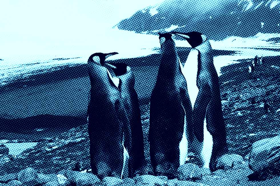 pinguins no gelo