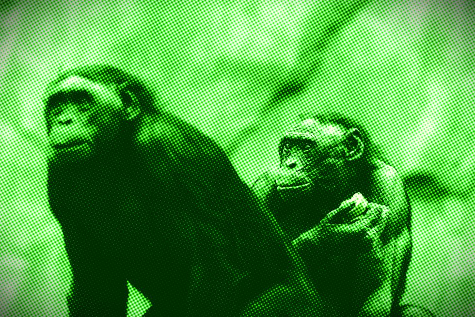 bonobos