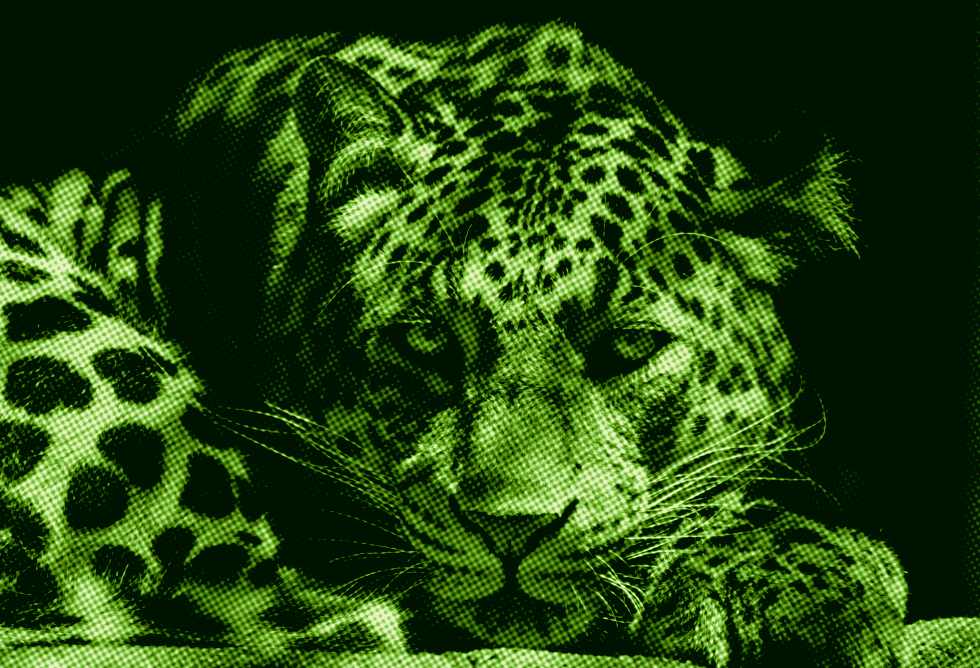 felino selvagem