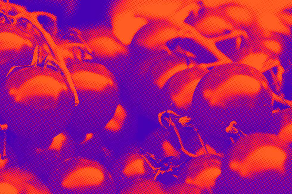 tomates