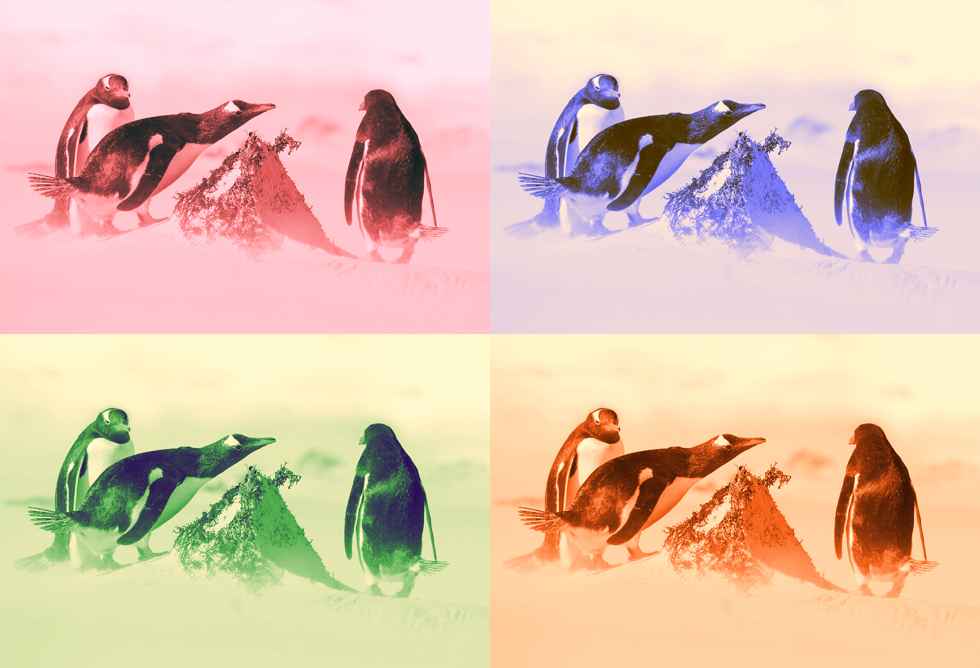 pinguins